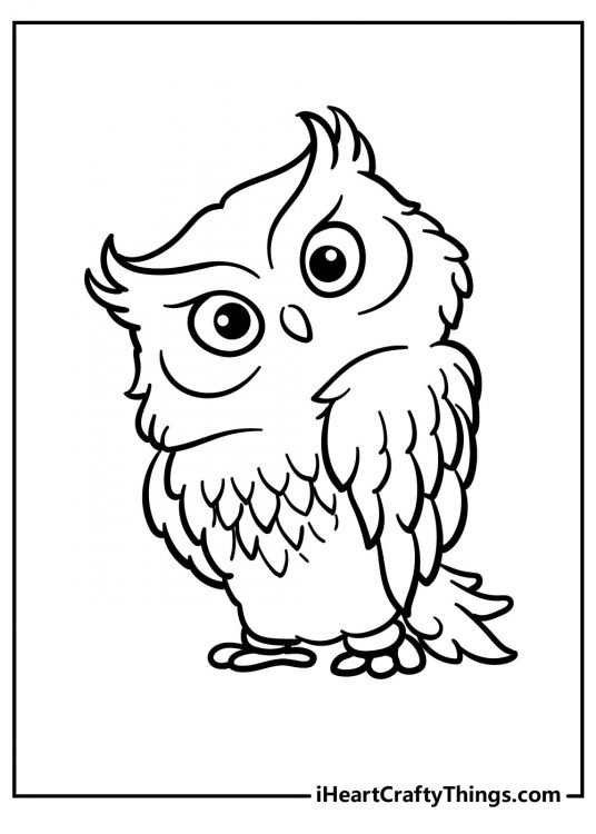 Picture presenting an owl tilting her head and seems to be thinking deeply about something