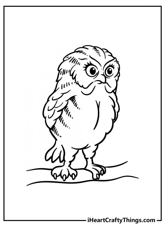 25 Wise Owl Coloring Pages