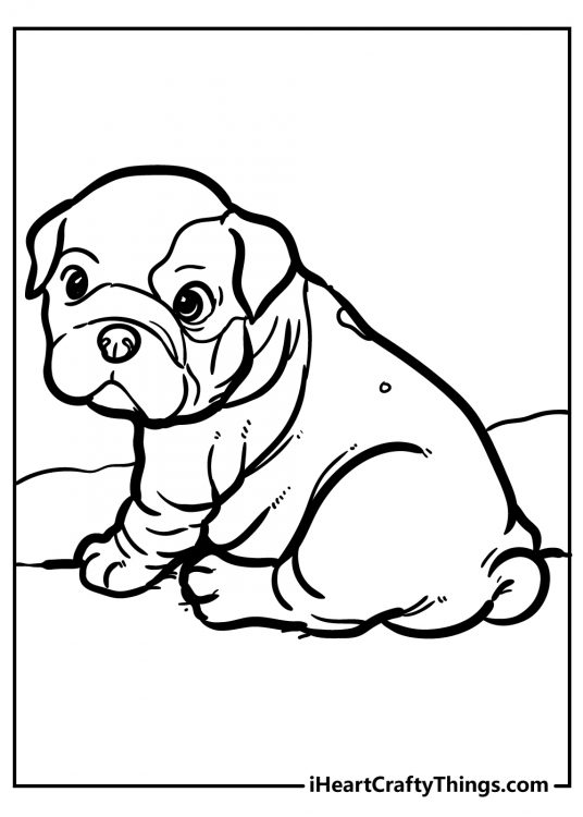 Picture for children of a Bulldog puppy with adorable wrinkles and a smushed-in face