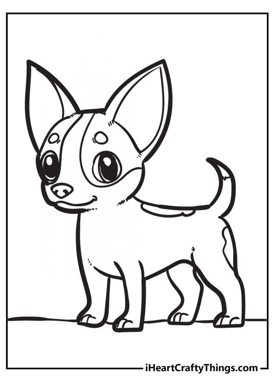 Image of a Chihuahua breed puppy with big ears and two little circular markings above the eyes