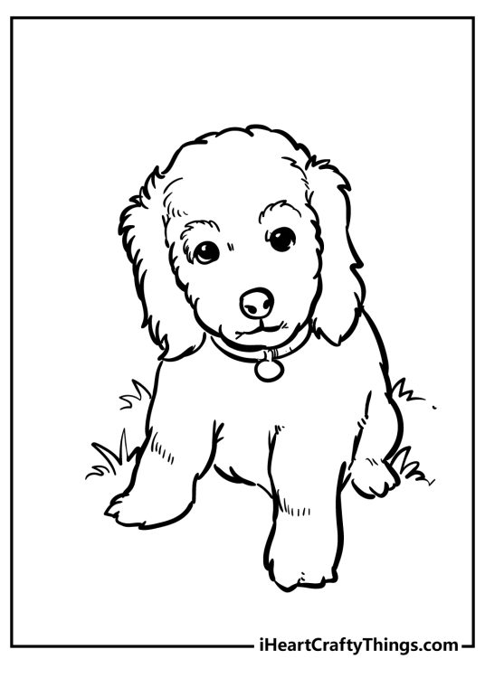 Free printable coloring sheet for kids depicting cute fluffy puppy wearing a collar