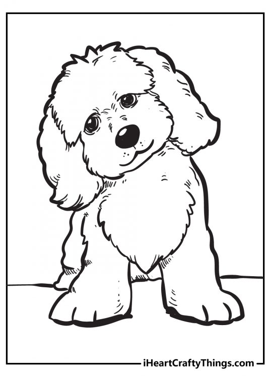 Picture of an especially shaggy puppy with a big button nose and head tilted to one side