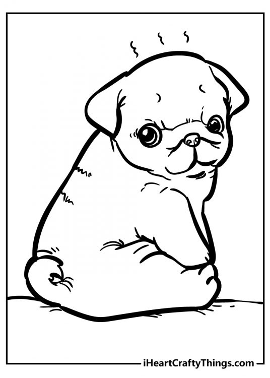 Coloring picture presenting little pug puppy sitting up straight turned to the side