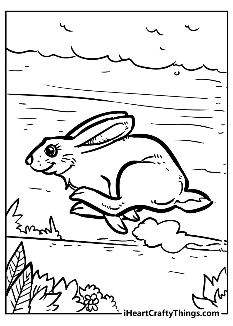 Rabbit 26