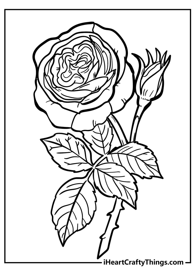 Rose 15