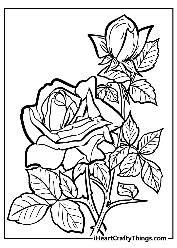 Pictures Of Roses To Color