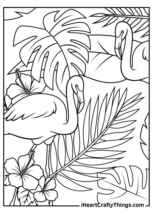 Flamingos coloring pages