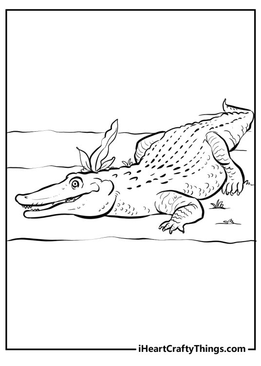 Printable image to color of a sneaky realistic alligator looking for some food on the ground