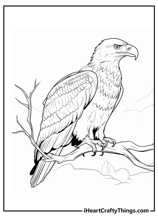 Detailed coloring picture for adults presenting bald eagle perched on a tree branch