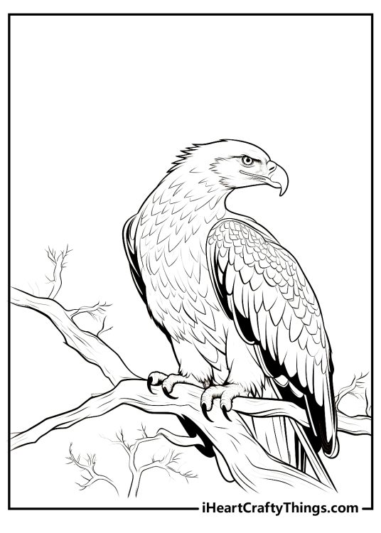 Bald Eagle coloring pages