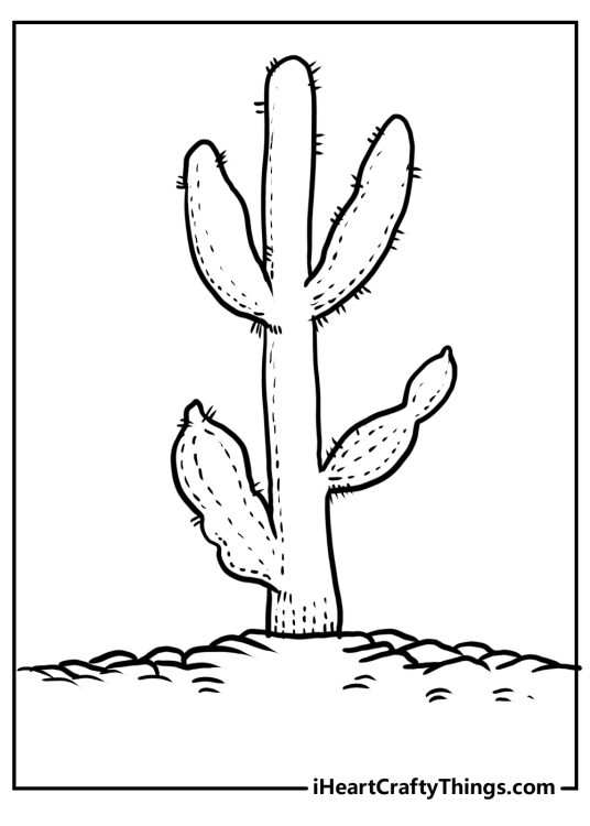 Picture of a tall and healthy cactus growing out of a rocky ground that has some cracks and pebbles