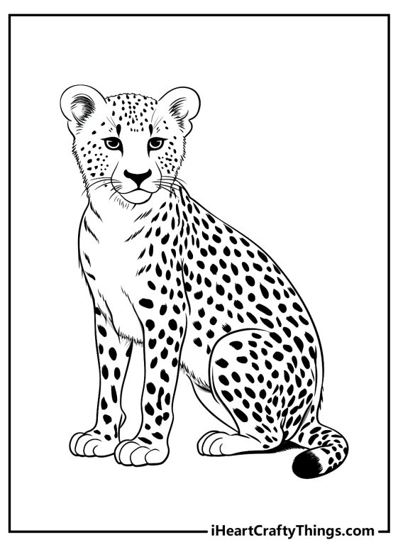 Cheetah Coloring Pages (100% Free Printables)