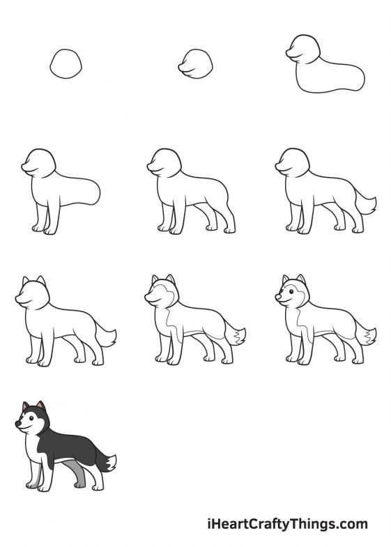 Husky Drawing - How To Draw A Husky Step By Step