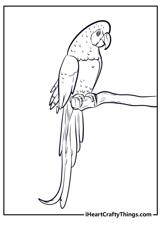 Parrots-themed coloring picture for kids depicting realistic parrot relaxing on a branch