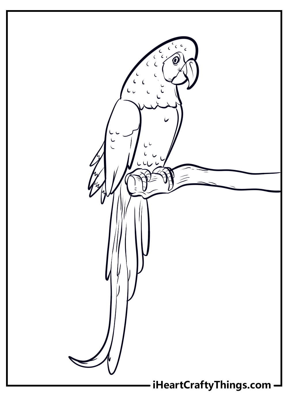 parrot coloring sheet free coloring pdf 