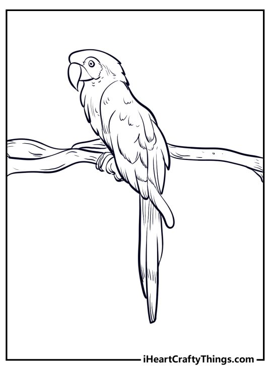 Parrots-inspired printable pdf featuring parrot relaxing on a branch facing the left side