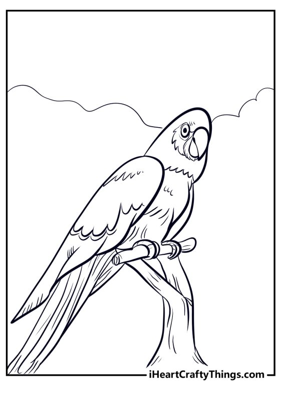 15 Parrot Coloring Pages (100% Free Printables)