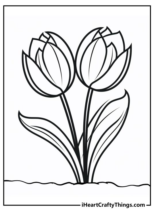 Detailed tulip-themed printable coloring page for kids featuring two flowers with clear background