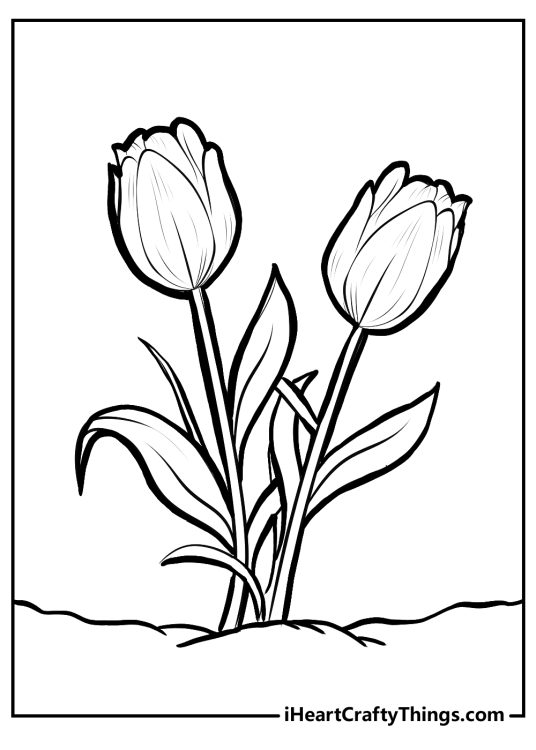 Tulip-themed coloring picture presenting a pair of realistic and subtle-looking flowers