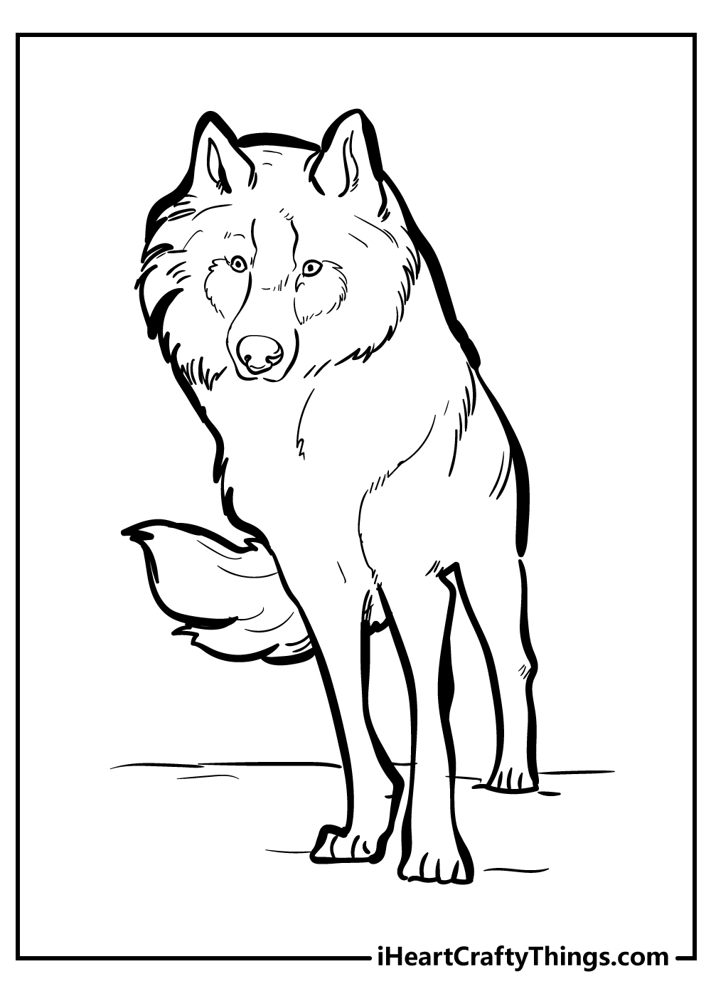 Coloring page presenting a wolf with a very thick coat to keep it warm in cold weather