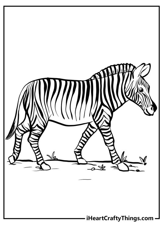Detailed black-and-white picture featuring realistic zebra with a distinctive pattern and muscular body