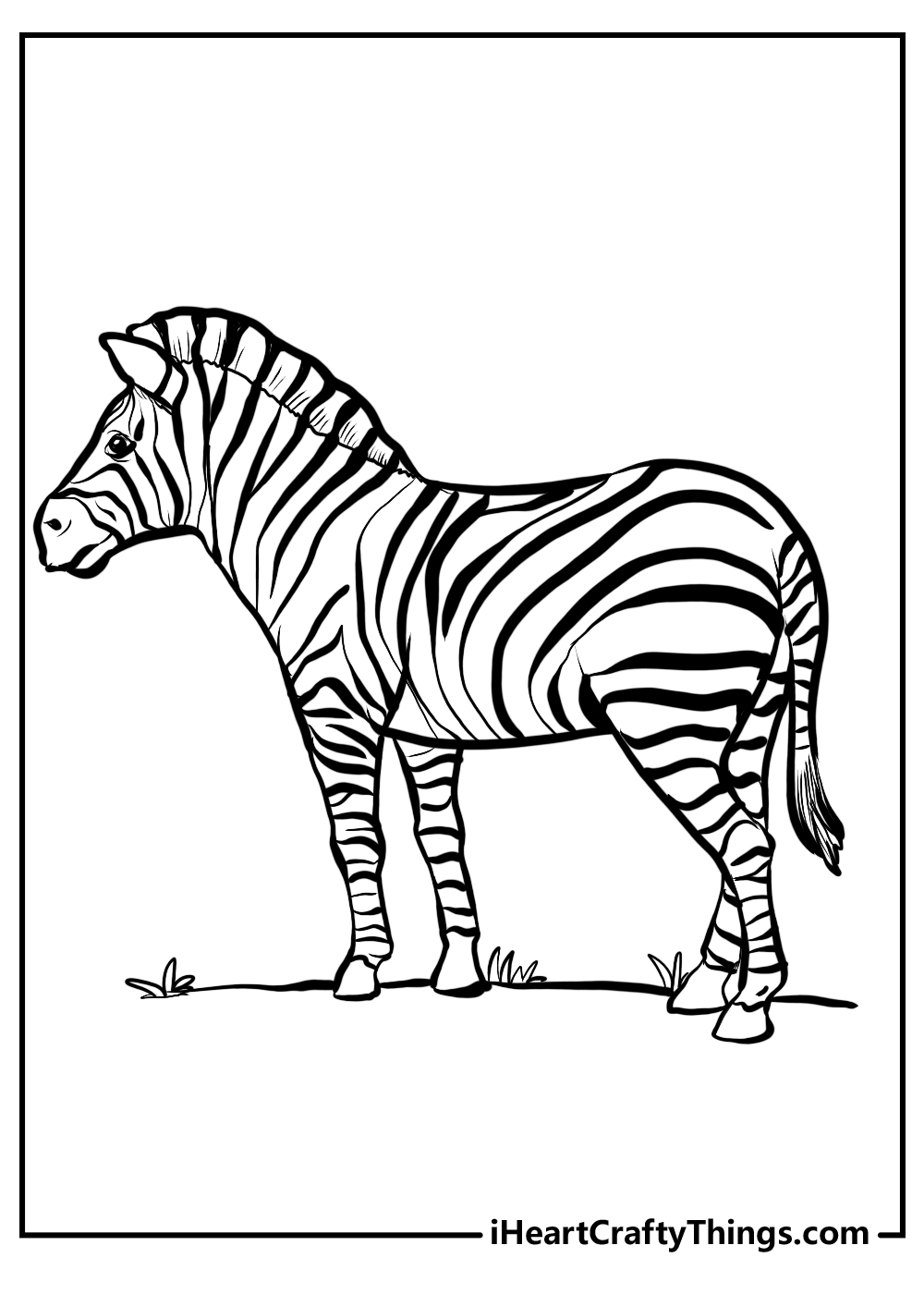 adult zebra coloring pages