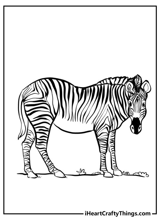 Zebra coloring pages