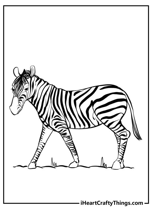 Printable image of an adult zebra standing on a field with relaxed facial expression