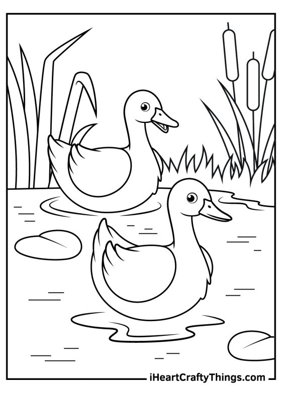 Duck Coloring Pages (100% Free Printables)