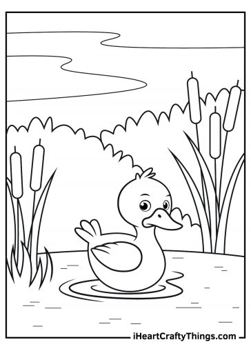 Duck Coloring Pages (100% Free Printables)