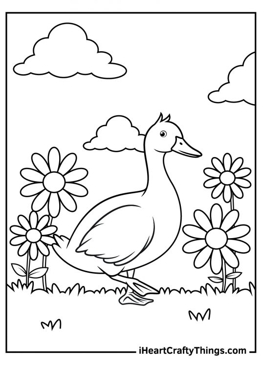 Duck Coloring Pages (100% Free Printables)