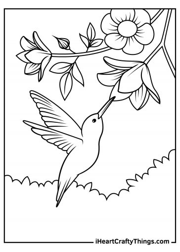 Hummingbird coloring pages