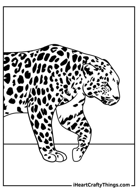 Printable coloring poster for children featuring a close up realistic leopard on the move