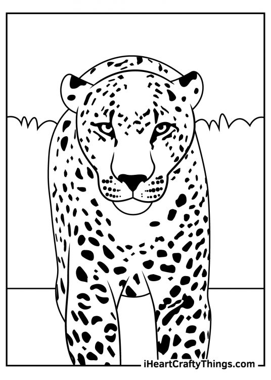 Leopards coloring pages