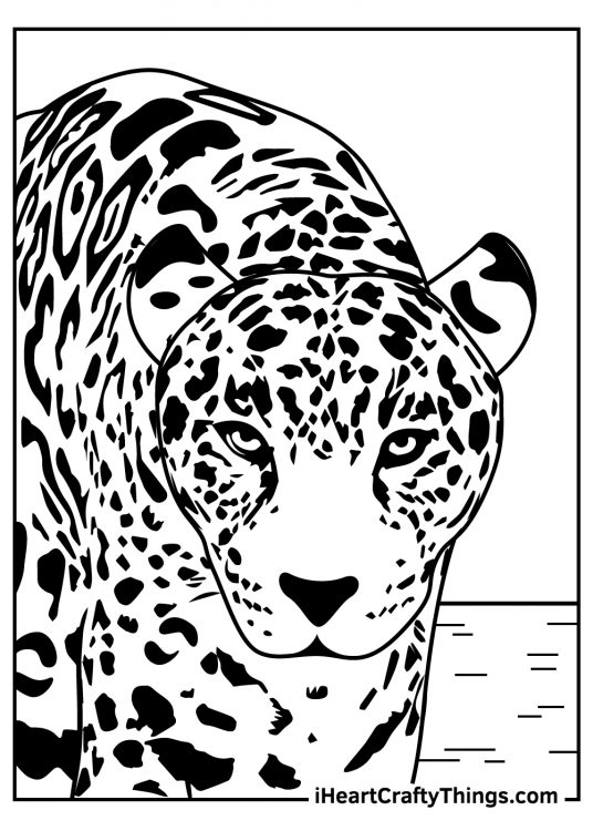 Detailed coloring sheet peresenting close up of a ealistic leopard looking straight at you