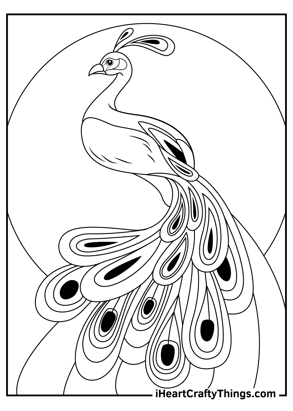 Colored Peacock Coloring Pages