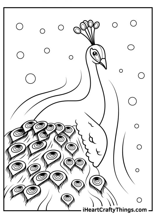 Image of a pretty peacock with feathers decorated with large circular eye-like designs