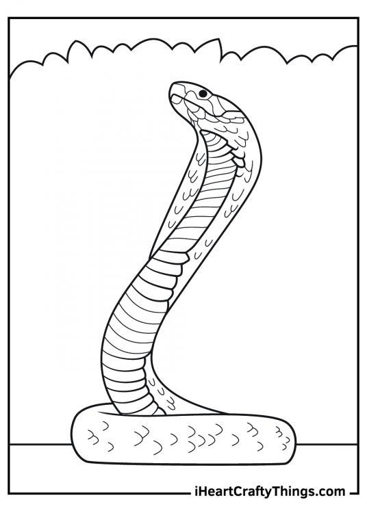 15 Realistic Animals Coloring Pages (100% Free Printables)