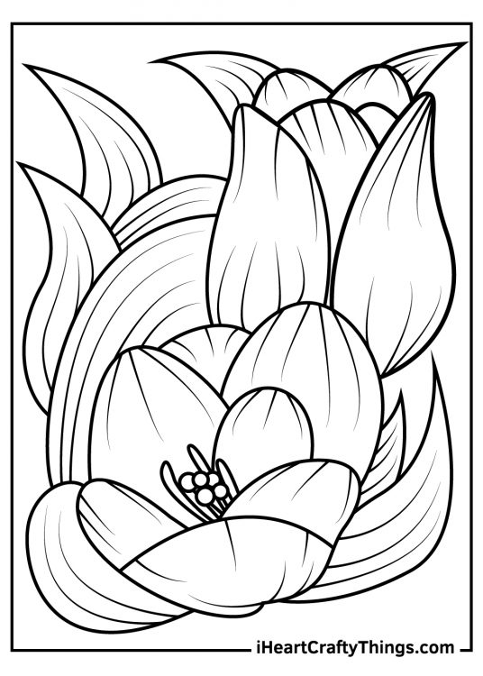 Tulip Coloring Pages (Updated 2021)