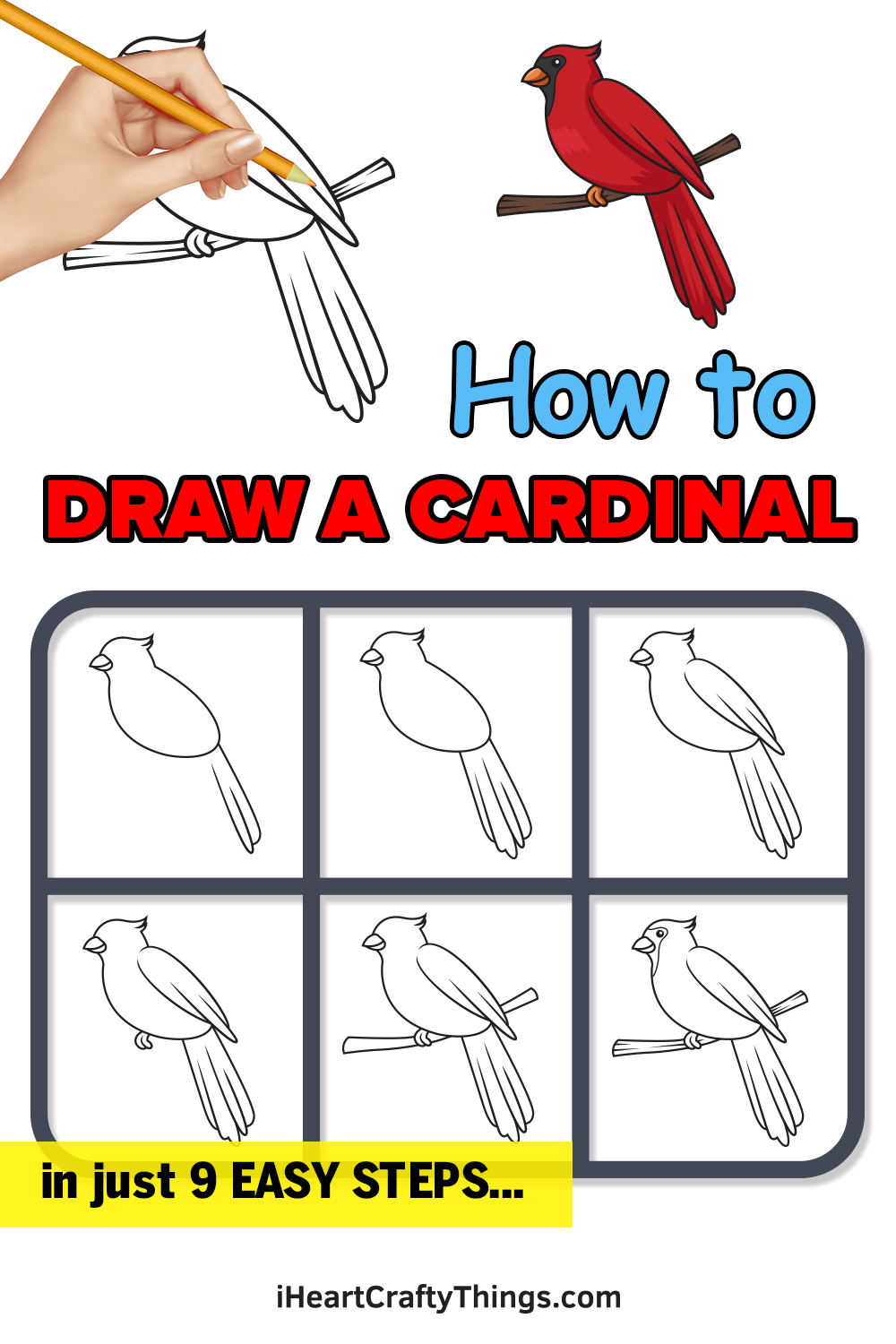 how to draw a cardinal in 9 easy steps