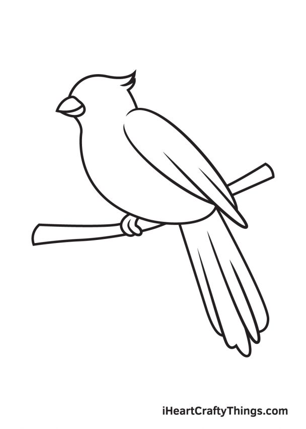 Cardinal Drawing How To Draw A Cardinal Step By Step