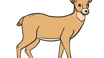 how to draw deer image