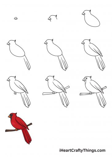 Cardinal Drawing - How To Draw A Cardinal Step By Step