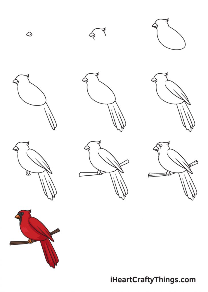 Cardinal Drawing How To Draw A Cardinal Step By Step