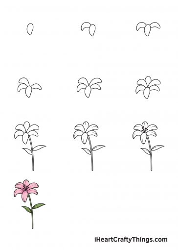 Lily Drawing - How To Draw A Lily Step By Step