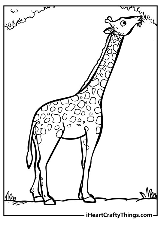 Picture of a giraffe with its long neck reaching for treetops and munching on some tree leaves