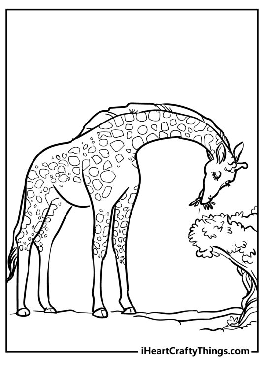 Coloring picture for children presenting extra tall giraffe enjoying tree leaves
