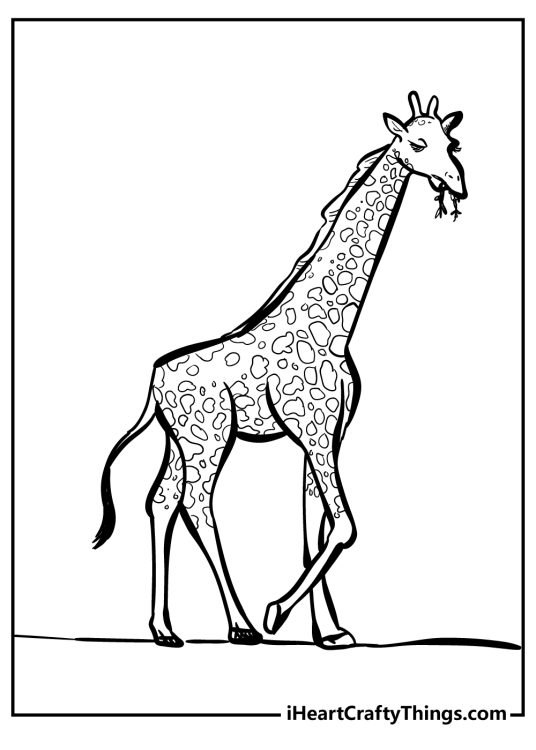 Free printable picture presenting giraffe with a great look at all of the spot details