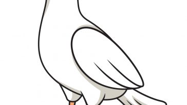 how to draw dove image
