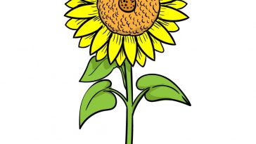 how to draw sunflower image